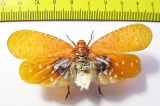 Aphaena sp.  India, Assam - INSECTS-STORE.RU
