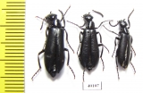 Lytta melaena  USA - INSECTS-STORE.RU