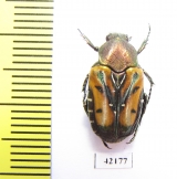 Taeniodera nigricollis viridula  Taiwan - INSECTS-STORE.RU