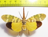 Pyrops candelaria  Thailand - INSECTS-STORE.RU