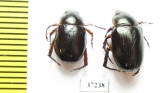 Rutelinae sp.  South Africa Rep. - INSECTS-STORE.RU