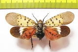 Lycorma dalicatula  Vietnam - INSECTS-STORE.RU