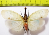 Pyrops clavata  Thailand 85mm - INSECTS-STORE.RU