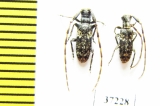 Cerambycidae sp.  South Africa Rep. - INSECTS-STORE.RU