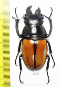 Odontolabis gazella  Indonesia, Kalimantan - INSECTS-STORE.RU