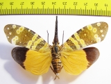 Pyrops spinolae  Thailand - INSECTS-STORE.RU