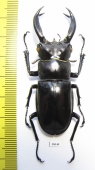 Hexarthrius buqueti  Indonesia, Java 62mm - INSECTS-STORE.RU