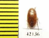 Tenebrionidae sp.  Namibia - INSECTS-STORE.RU