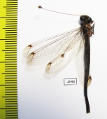 Ascalaphidae sp.  Sierra Leone - INSECTS-STORE.RU
