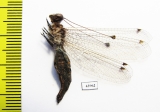 Ascalaphidae sp.  Sierra Leone - INSECTS-STORE.RU