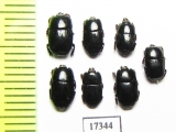 Platysoma sp.  Indonesia, Sumatra - INSECTS-STORE.RU
