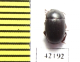 Tenebrionidae sp.  South Africa Rep. - INSECTS-STORE.RU