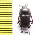 Tenebrionidae sp.  South Africa Rep. - INSECTS-STORE.RU