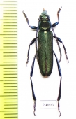 Brevichelidonium circumsplendens  Indonesia, Sumatra - INSECTS-STORE.RU