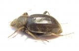 Tenebrionidae sp.  South Africa Rep. - INSECTS-STORE.RU