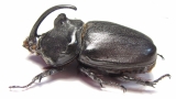 Oryctes gigas, male  Madagascar  73mm - INSECTS-STORE.RU
