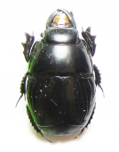 Histeridae - INSECTS-STORE.RU