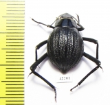 Onymacris sp.  Namibia - INSECTS-STORE.RU