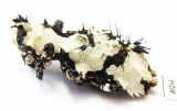 Lithinus nigrocristatus  Madagascar - INSECTS-STORE.RU