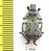 Curculionidae sp.  Madagascar - INSECTS-STORE.RU