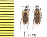 Meloidae sp.  Armenia - INSECTS-STORE.RU