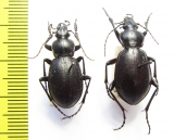 Carabus (Ulocarabus) stschurowskii, pair  Tajikistan - INSECTS-STORE.RU