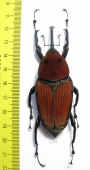 Macrochirus praetor, female  Malaysia 70/79mm - INSECTS-STORE.RU