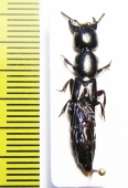 Staphylinidae sp.  Zimbabwe - INSECTS-STORE.RU