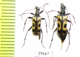Evodinellus borealis, pair  Russia, Tver reg. - INSECTS-STORE.RU