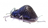 Tenebrionidae sp.  Peru - INSECTS-STORE.RU