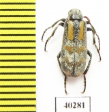 Meloidae sp.  Senegal - INSECTS-STORE.RU
