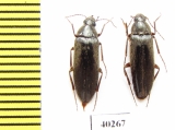 Synchroidae, Synchroa melanotoides  Russia, Far East - INSECTS-STORE.RU
