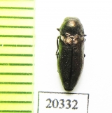 Coraebus ? elatus  Turkey - INSECTS-STORE.RU