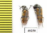 Meloidae sp.  Iran, Qazvin prov. - INSECTS-STORE.RU