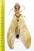 Megaloptera sp.  Mexico - INSECTS-STORE.RU