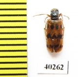 Meloidae sp.  Syria - INSECTS-STORE.RU