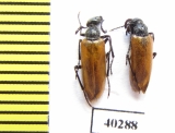 Meloidae sp.  Iran, Ardabil prov. - INSECTS-STORE.RU