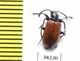 Chrysomelidae sp.  South Africa Rep. - INSECTS-STORE.RU