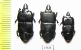 Hololepta laevigata  Indonesia, Sumatra - INSECTS-STORE.RU