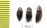 Dermestidae sp.  South Africa Rep. - INSECTS-STORE.RU