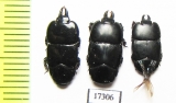 Hololepta sp.  Indonesia, Sumatra - INSECTS-STORE.RU