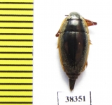 Gyrinidae sp.  South Africa Rep. - INSECTS-STORE.RU