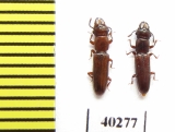 Prostomidae sp.  Indonesia, Sumatra - INSECTS-STORE.RU