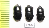 Platysoma sp.  Indonesia, Sumatra - INSECTS-STORE.RU