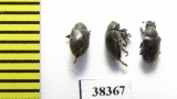 Urodontinae sp.?  South Africa Rep. - INSECTS-STORE.RU