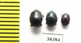 Histeridae sp.  South Africa Rep. - INSECTS-STORE.RU