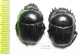 Scarabaeus laticollis  Italy, Sardinia - INSECTS-STORE.RU