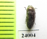 Acmaeoderella ? gibbulosa  Turkey - INSECTS-STORE.RU