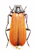 Oedemeridae, Pyrochroidae - INSECTS-STORE.RU