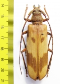 Oplatocera sp.  China, Guangxi prov. - INSECTS-STORE.RU